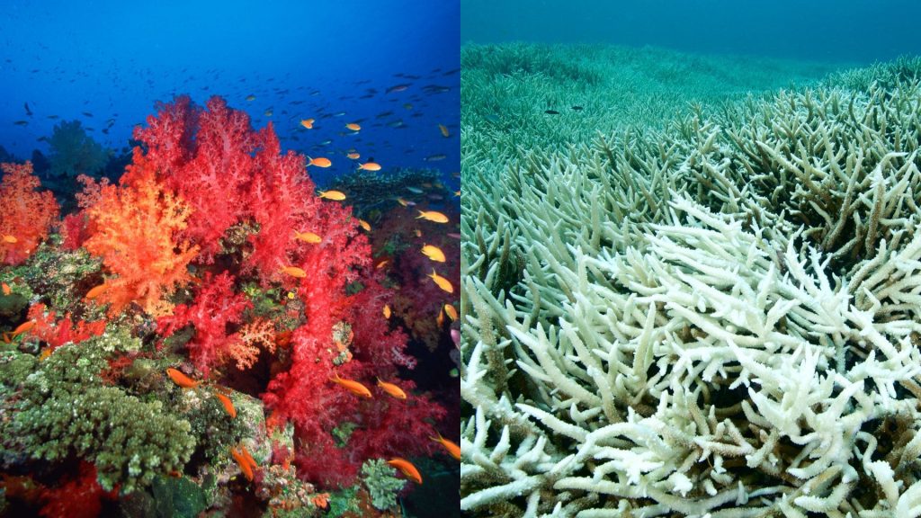 coraux-avant-après-écologie
