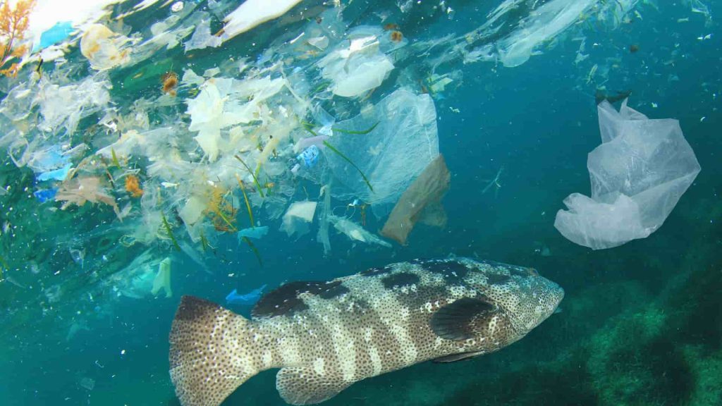 Pollution mer plastique